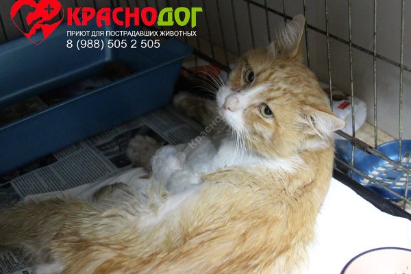 Солярис даркнет маркет