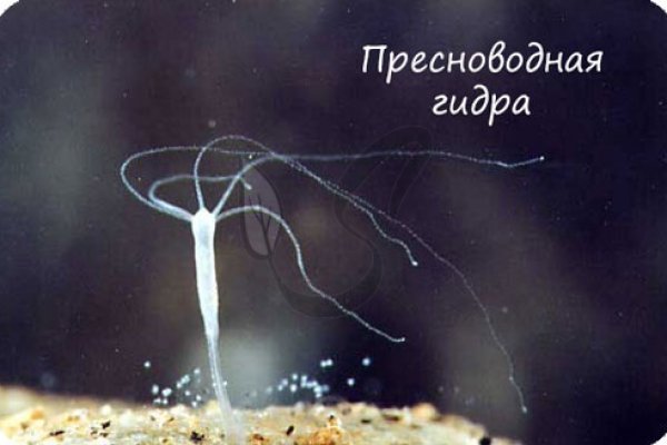 Худра кракен сайт onion top