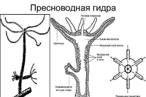 Kraken cc зеркало kr2web in